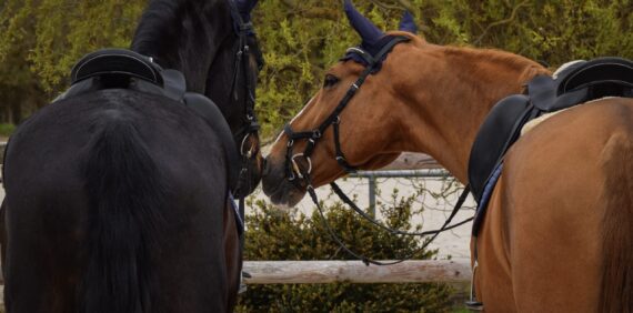 Das Reitschulangebot